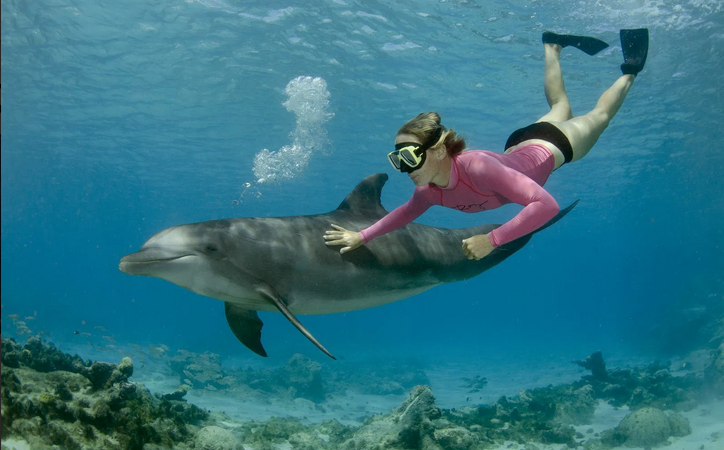 Delfintour